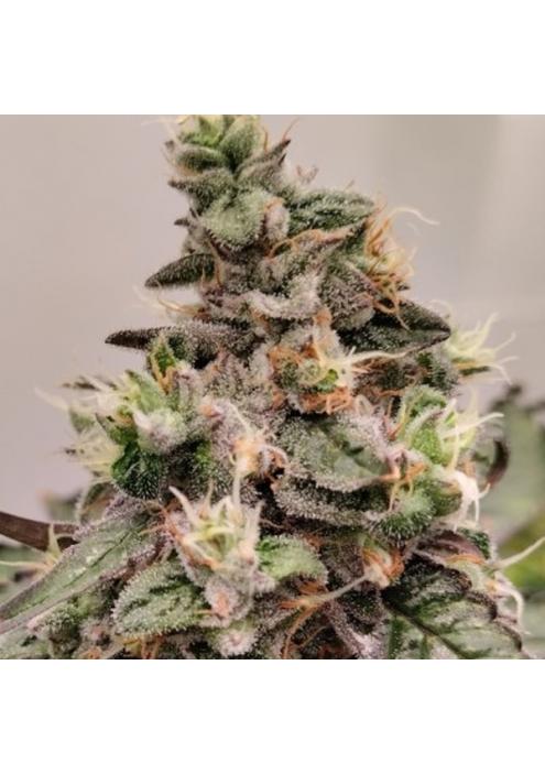 Kashmir   5 u. Regular Ace Seeds