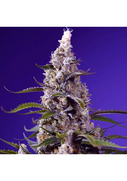 Banana Cream Cake XL Auto