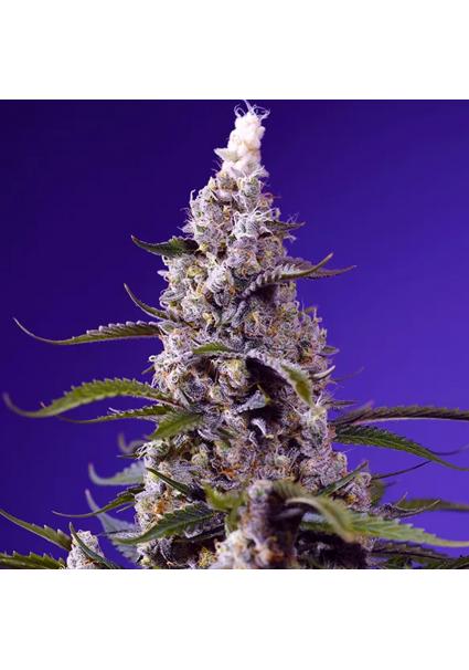 Banana Cream Cake XL Auto