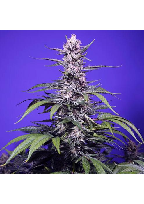 Permanent Marker XL Auto