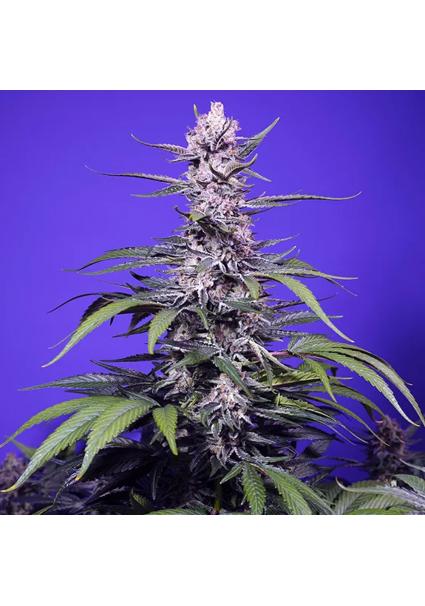 Permanent Marker XL Auto