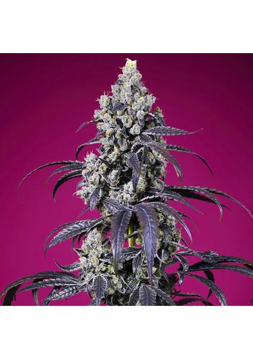 Tropicanna Cherry XL Auto