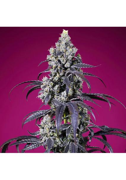 Tropicanna Cherry XL Auto