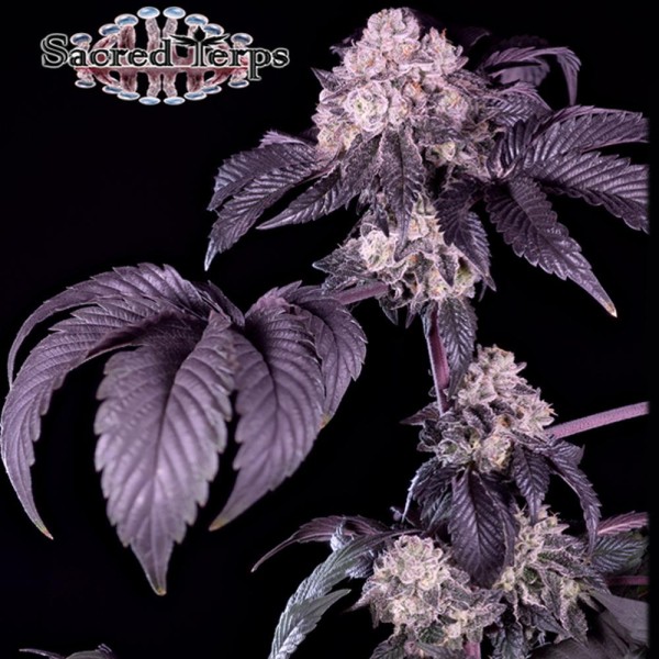 Giraffe Puzzy  fem Sacred Terps