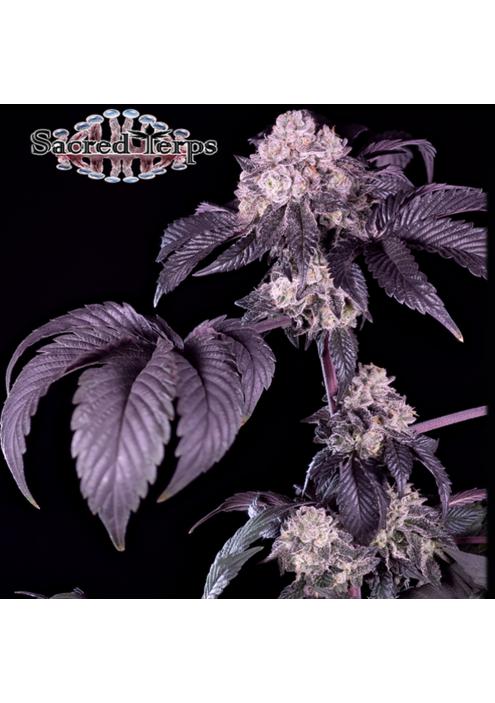 Giraffe Puzzy  fem Sacred Terps