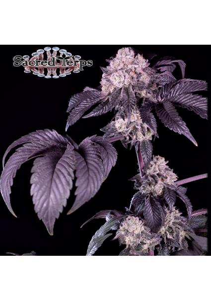 Giraffe Puzzy  fem Sacred...