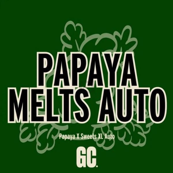 Papaya Melts Auto  5 u.  Grand Cru Genetics