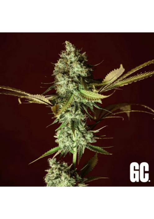 Apple Cru  Grand Cru Genetics