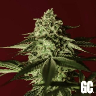 Banana Stones  Grand Cru Genetics