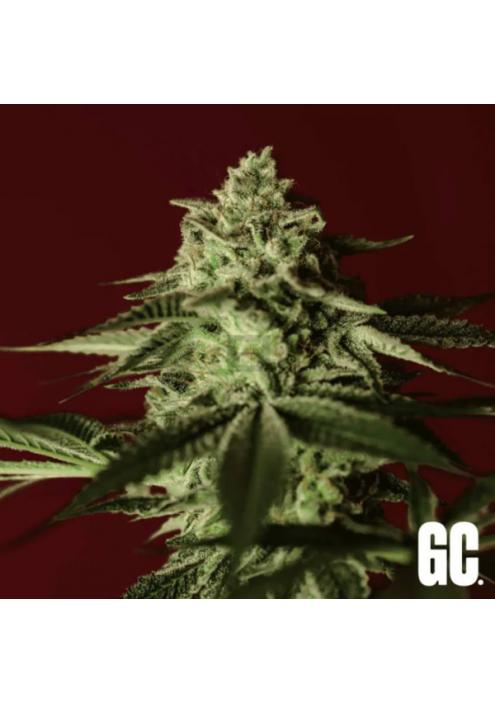 Banana Stones  Grand Cru Genetics