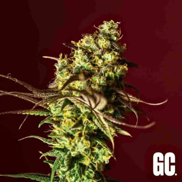 Berry Bliss  Grand Cru Genetics