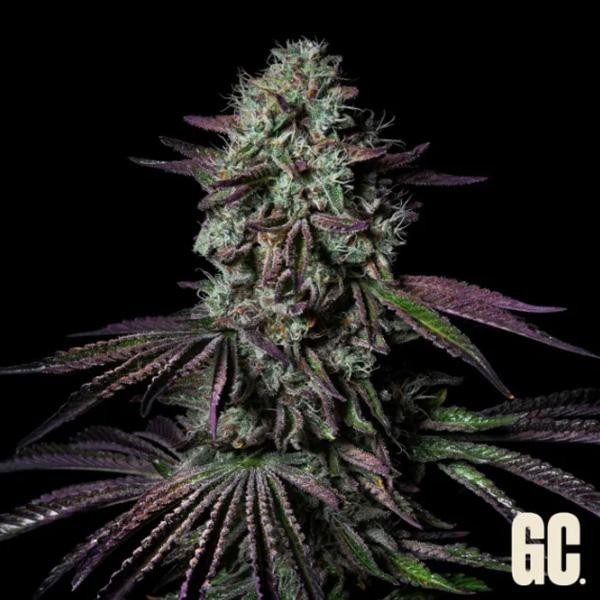Blanc Fumé  Grand Cru Genetics