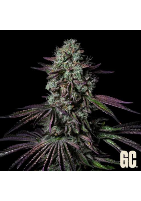 Blanc Fumé  Grand Cru Genetics