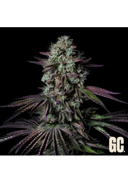 Blanc Fumé  Grand Cru Genetics