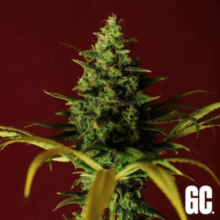 Cindy Rose  Grand Cru Genetics