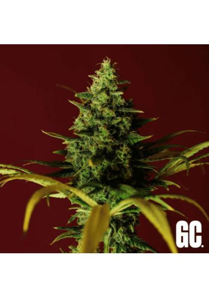 Cindy Rose  Grand Cru Genetics