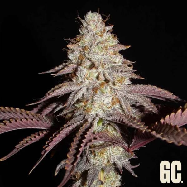 Crash Crimes  Grand Cru Genetics