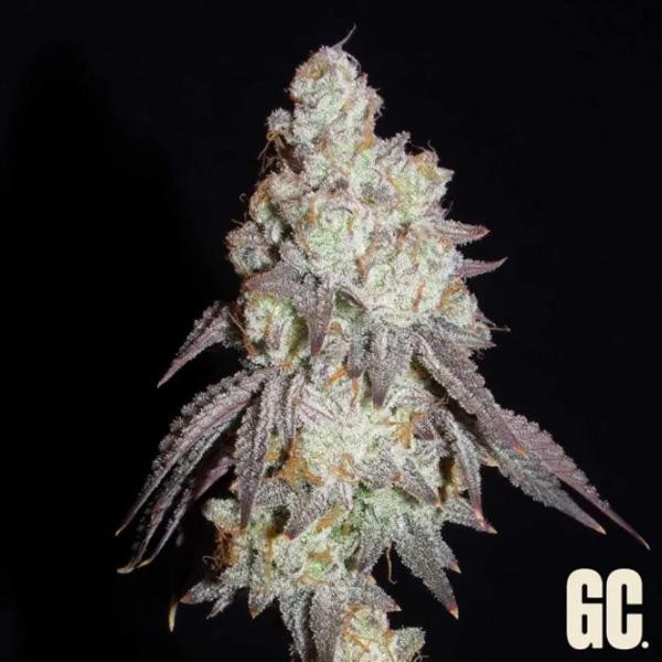 Frenchy's Lass Grand Cru Genetics