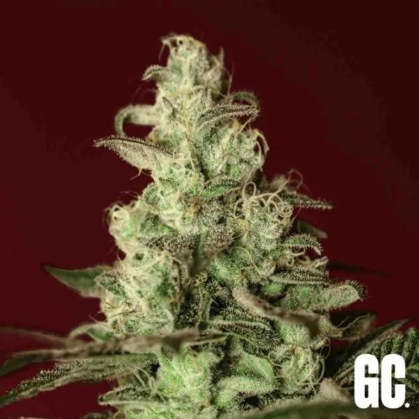 Iced Apples  Grand Cru Genetics
