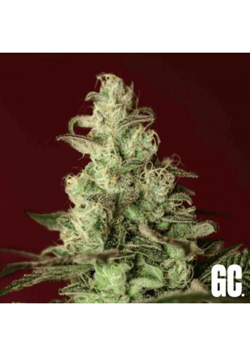 Iced Apples  Grand Cru Genetics