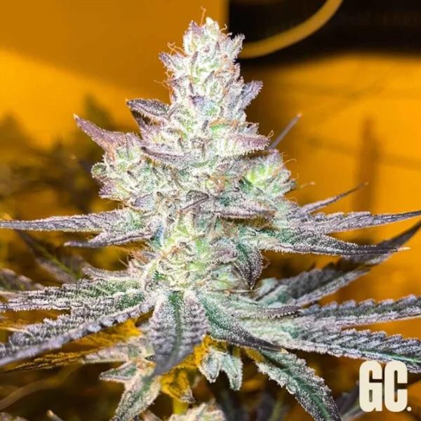 Jelly Banana  Grand Cru Genetics