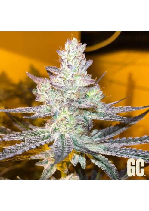 Jelly Banana  Grand Cru Genetics