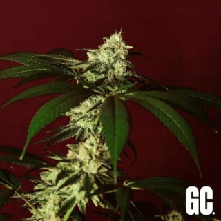 Kosher Kush BX  Grand Cru Genetics