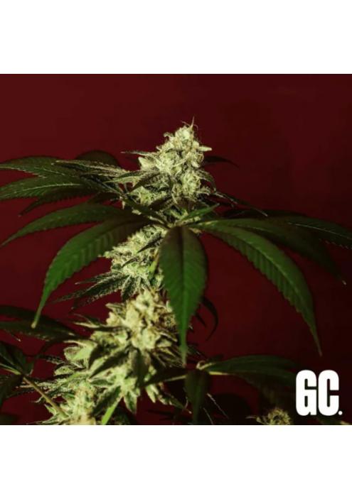 Kosher Kush BX  Grand Cru Genetics