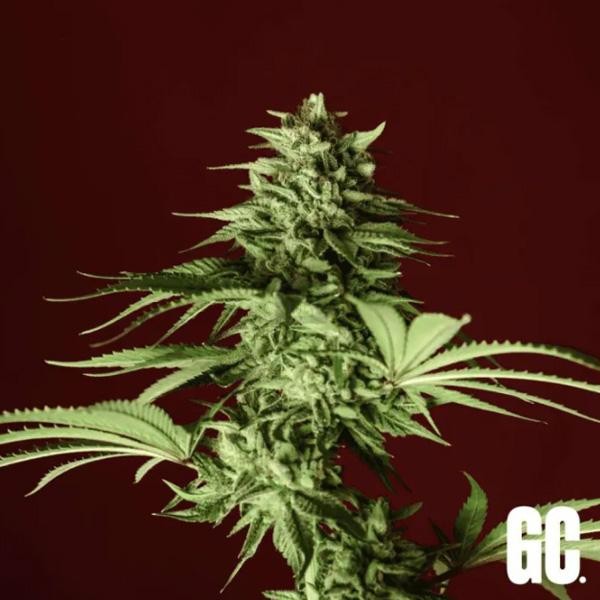 Lumpy's Fritter  Grand Cru Genetics