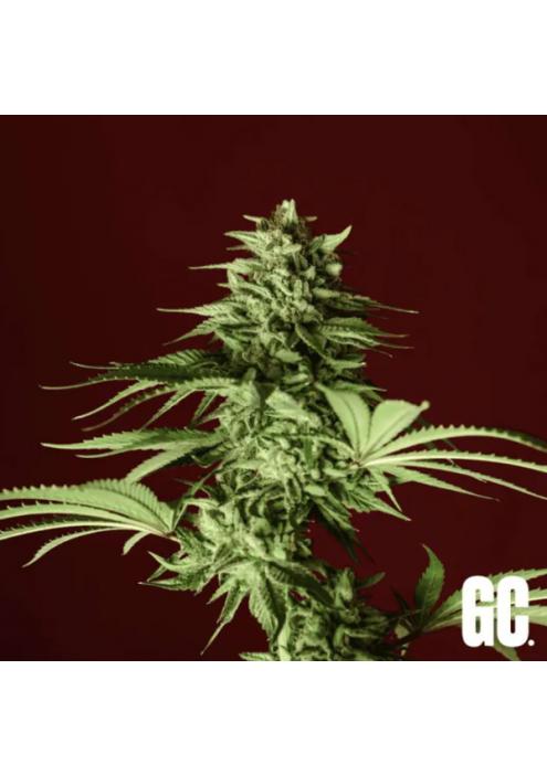 Lumpy's Fritter  Grand Cru Genetics