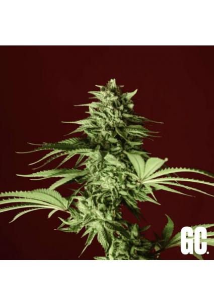 Lumpy's Fritter  Grand Cru...