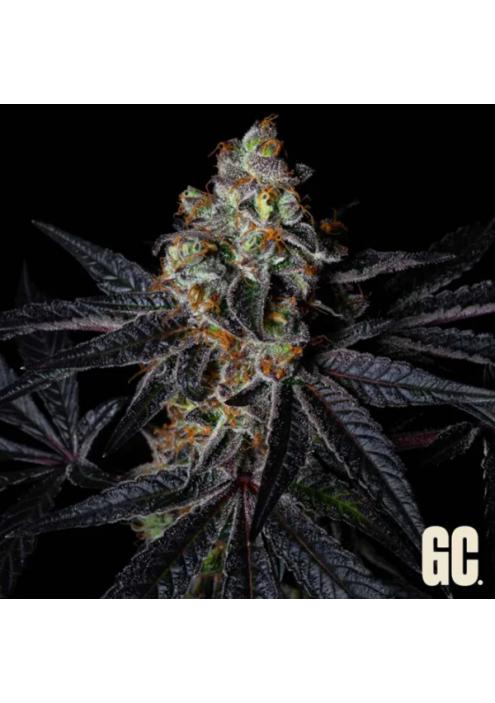 Rainbow Apples  Grand Cru Genetics
