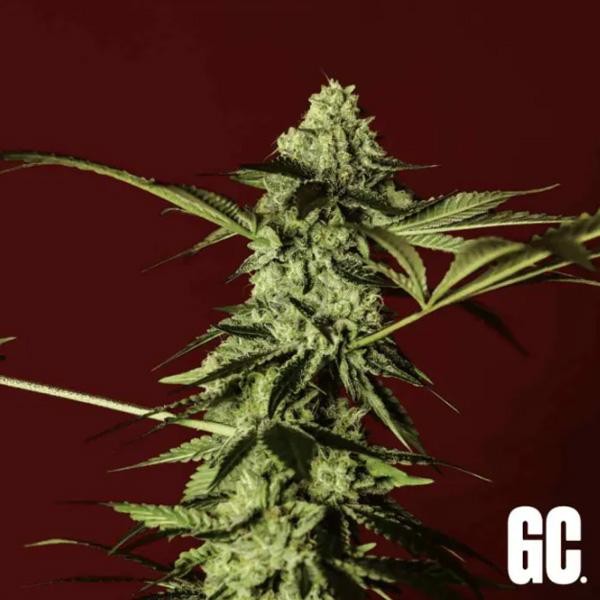 Red Prince  Grand Cru Genetics