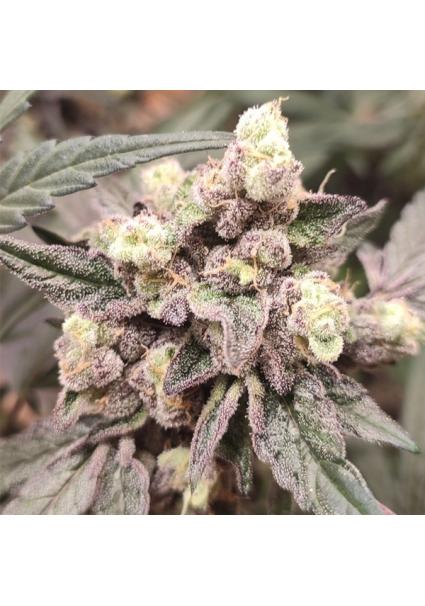 Sweet Pink Grapefruit...