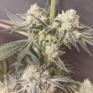 Shishkaberry Edition  4 u. Spice of Life