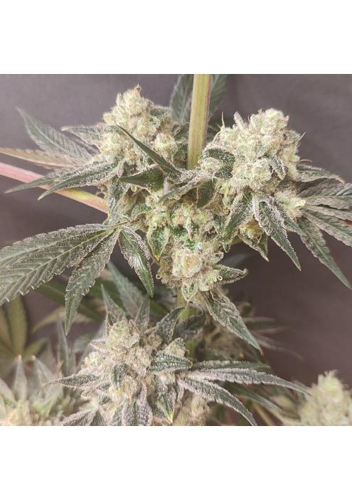 Shishkaberry Edition  4 u. Spice of Life