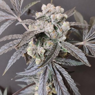 The Epstein List  4 u. Seeds of Anarchy