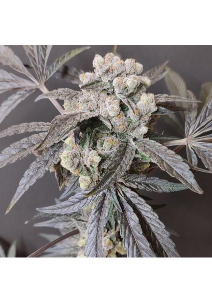 The Epstein List  4 u....