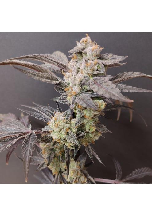 Spritzade  4 u. Seeds of Anarchy