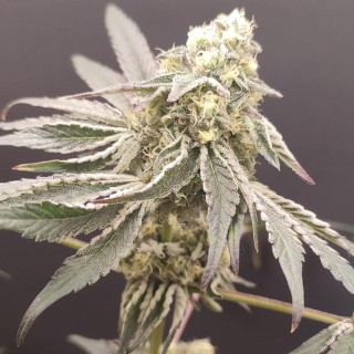 Slurpicle Nº 11 -  4 u. Seeds of Anarchy