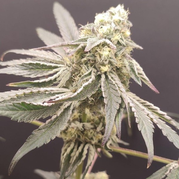 Slurpicle Nº 11 -  4 u. Seeds of Anarchy