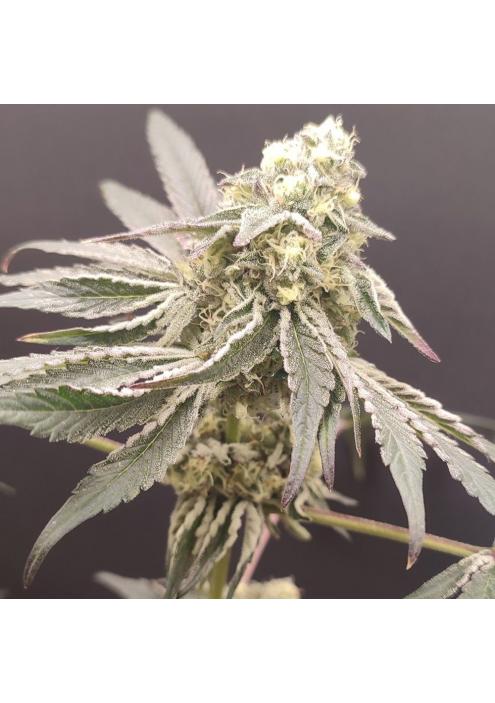 Slurpicle Nº 11 -  4 u. Seeds of Anarchy