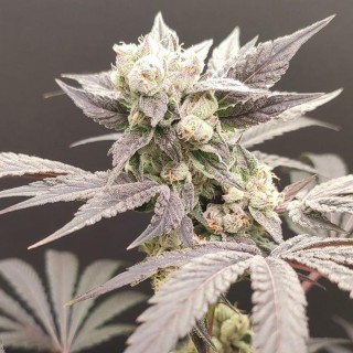 Naughty Dawg  4 u. Seeds of Anarchy