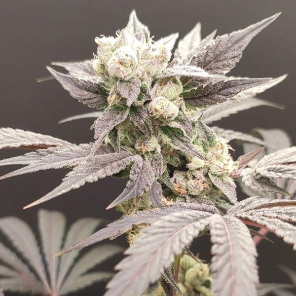 Naughty Dawg  4 u. Seeds of Anarchy