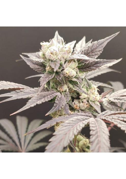 Naughty Dawg  4 u. Seeds of Anarchy