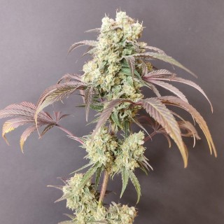 Gorgon  4 u. Seeds of Anarchy