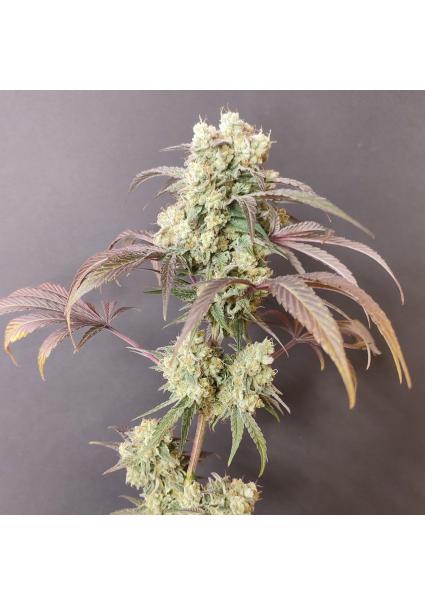 Gorgon  4 u. Seeds of Anarchy