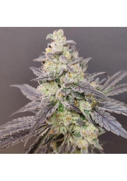 Dancing Sprite  4 u. Seeds...