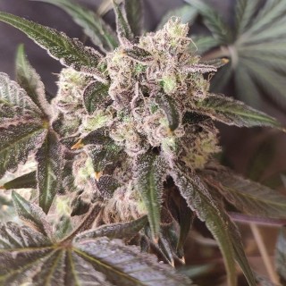 Cabin Fever  4 u. Seeds of Anarchy