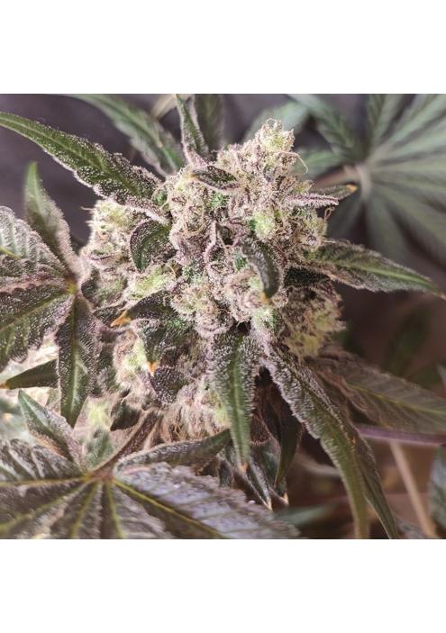 Cabin Fever  4 u. Seeds of Anarchy